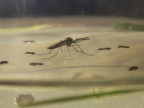 mosquito