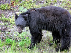 A black bear seen along Highway 93 in Kananaskis Country. A conservation officer was forced to shoot to kill a similar bear after it began feeding on food stuffs left out by a group of campers in the Mt. Kidd RV Park. QMI file photo