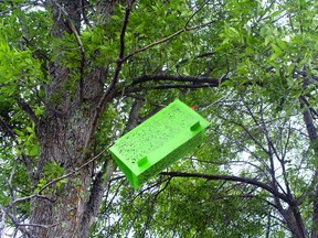 A prisim trap hanging in a red ash tree across from Kenora Forest Products in Kenora. The trap is part of an MNR survey to map the range of the emerald borer beetle.