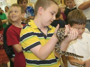 Nine-year-old Victor Paolone holds an eastern fox snake during the Reptiles at Risk on the Road show held at the Wallaceburg Public Library Aug. 12.