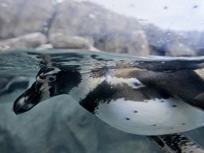A humbolt penguin swims in its new home at the Calgary Zoo in Calgary on Friday, February 17, 2012. The new exhibit, Penguin Plunge, was officially opened to the public, featuring four kinds of penguins: gentoo, humbolt, king and rockhopper. LYLE ASPINALL/CALGARY SUN/QMI AGENCY