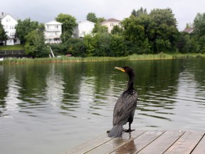 A double-crested cormorant is pictured.