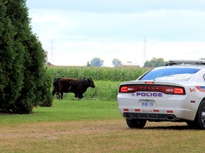 Chatham-Kent police helped corral six cattle which wandered from a farm near Baseline Road, east of Wallaceburg On., on Wednesday Aug. 14, 2013. The animals helped themselves to a lunch of sugar beet leaves before being safely returned to their home range. VICKI GOUGH/ THE CHATHAM DAILY NEWS/ QMI AGENCY