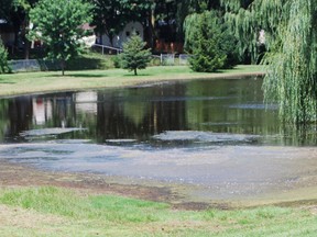 Pond problem Springbank Avenue_1