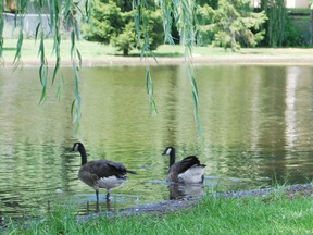 Canada Geese wade into the makeshift pond at Sudsworth Park on Springbank Avenue. Because of extremely wet weather, over achiever beavers and faulty pipe materials the pond has been present at the park for the most of the summer. 
TARA BOWIE / SENTINEL-REVIEW / QMI AGENCY