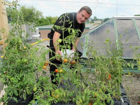 River Mill chef Maurice Boire tends to his vegetable and spice garden on the roof of the Woolen Mill. (Ian MacAlpine The Whig-Standard)