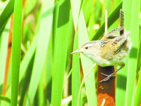 The raspy trill of the marsh wren sounds along the length of the trail at the St. Clair National Wildlife Area. It?s easy to spot these curious birds as they pop up out of the reeds. (Paul Nicholson, Special to QMI Agency)