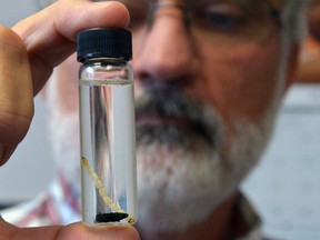John Howard, Owen Sound’s manager of parks and open spaces, holds up a vial containing an emerald ash borer beetle and larvae. (DENIS LANGLOIS/QMI AGENCY)
