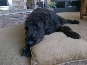 Labradoodle Jack is the best example on how dogs can teach us a thing or two. (ALANNA RICE/KINCARDINE NEWS)