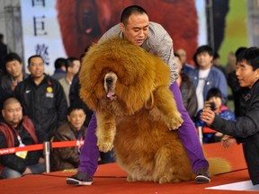 A man holds up his Tibetan mastiff during a dog show in Shenyang, Liaoning province March 23, 2012. (REUTERS/Stringer, file)
