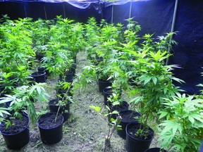 There were around 700 marijuana plants seized from a residents and outdoor property in Petersfield Aug. 15.