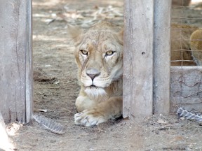 An African lion is pictured in its enclosure at Spruce Haven Zoo.