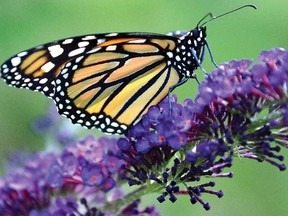 A monarch butterfly perches on a buddleja bloom in Stratford. (Beacon Herald file photo)