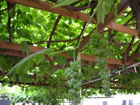 Joni MacFarlane photo. A Himrod grapevine at SpringBreak Garden Centre in Hillcrest has been determined to be one of the largest of its kind in Canada. The vine originated from a crossing of two varieties released to the public in 1952.