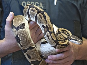 Brant County SPCA Inspector Brandon James holds one of 40 ball pythons discovered by Brantford Police in a Colborne Street motel room late Thursday, August 15, 2013.  All 40 pythons were contained en masse in four large plastic bins, and were found to be dehydrated.  The snakes, banned in Brantford under a municipal bylaw, are being distributed to a number of reptile facilities. (BRIAN THOMPSON Brantford Expositor)