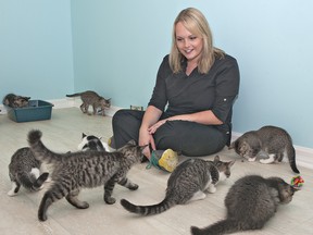 Julianne Seguin, president and founder of Haven's Hope visits with a number of kittens on Tuesday, August 13, 2013.  The not-for-profit organization provides shelter, medical care, nutrition and socialization to feral and stray cats and kittens. (BRIAN THOMPSON Brantford Expositor)