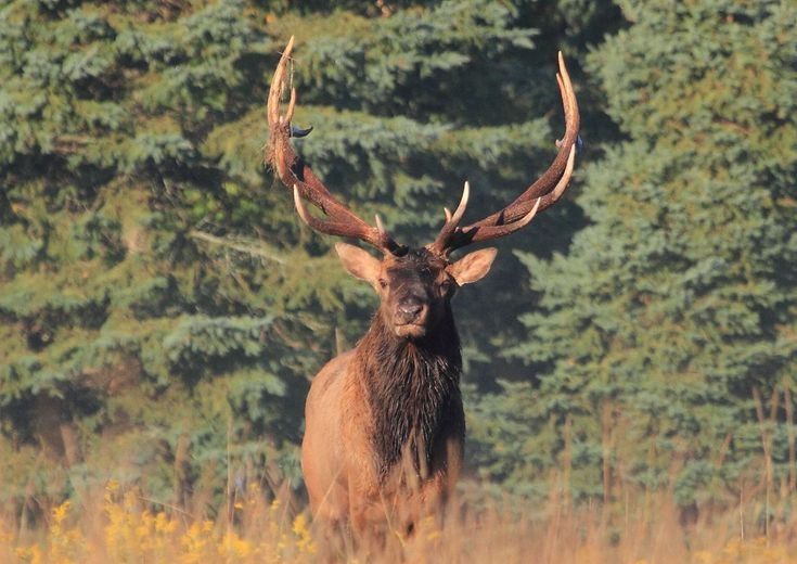 'Serengeti of Ontario': Looking for elk in the wilds of Burwash ...