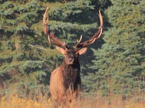 DAVID MCGEACHY Special to The Star
The photographer, who conducts research on reintroduced elk at Burwash for Laurentian University, lured this mighty bull into close range with a calling device that imitates the bugling noise the animals make in the fall.