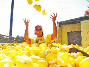 Diane Harris, executive director of INGAMO Homes, sits amongst the thousands of rubber ducks that were used in the organization's second annual duck derby fundraiser on Saturday, Aug. 17, 2013. The numbered ducks were dumped into the stream below the dam in Southside Park in Woodstock during Woodstock's 12th annual Cowapolooza event and four lucky tickets holders won prizes when their ducks were the first to float past the finish line. Last year, the derby generated $10,500 for INGAMO Homes' children and youth programs and the Michael Stoop Memorial Fund. JOHN TAPLEY/INGERSOLL TIMES/QMI AGENCY