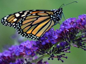 A monarch butterfly.