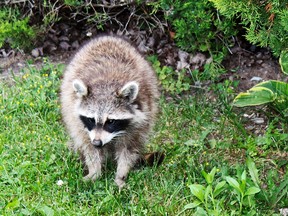 Raccoon. (QMI Agency file photo)