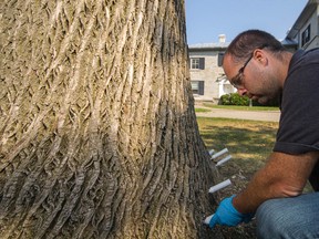 Matthew Barrett, grounds manager for Queen's University and a certified arbourist, applies 26 injections as part of the university's treatment program against the emerald ash borer on campus. 
Sam Koebrich for The Whig-Standard