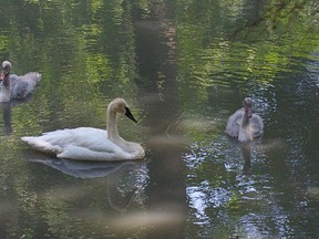 Still wearing the downy grey feathers of young birds, two trumpeter swan cygnets and their mother, Serena III, float on the sun-dappled surface of Pinafore Lake, Wednesday. St. Thomas. Eric Bunnell/QMI Agency/Times-Journal