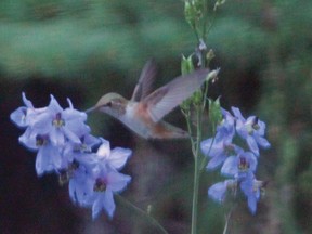 A rufous hummingbird flits among the delphiniums in the author's garden while on its migration south, August, 2013.