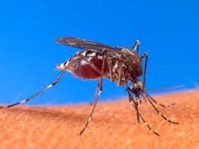 Take precautions to avoid mosquitoes that may carry West Nile Virus.