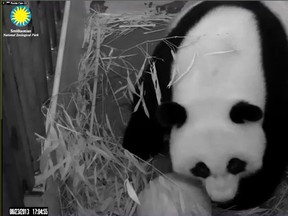This still image from the PandaCam at the Smithsonian National Zoo in Washington, D.C., shows Giant Panda Mei Xiang on August 23, 2013, after the zoo announced the panda was in labour. A zoo spokeswoman said the panda's water broke the afternoon of August 23, and she appeared to be having contractions. (AFP PHOTO / SMITHSONIAN NATIONAL ZOO)