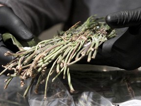 Calgary border officials arrested a husband and wife after discovering they were trafficking opium, used to make heroin, into Canada using coffee thermoses. Border Services agents also discovered about 29 kg of khat and 3 kg of opium in two separate seizures at the Calgary International Airport early last year.  Lyle Aspinall/QMI Agency
