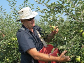 After a "virtual crop failure" last year, Brussels area grower Dave Griffiths has a full orchard this summer.
