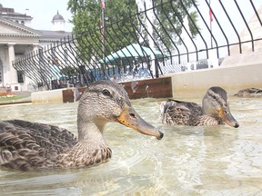 It was great weather for ducks Tuesday in Confederation Park. A small contingent of the web-footed fowl had apparently taken up residence in the park fountain. (Michael Lea The Whig-Standard)