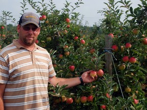 Joe Van de Gevel grasps a royal gala apple in his orchard at Great Lakes Farms near Port Stanley on Tuesday. There is a bumper apple crop this year at Great Lakes Farms and that's the case in many parts of Ontario, which is bouncing back after an abysmal 2012 growing season. Ben Forrest/QMI Agency/Times-Journal