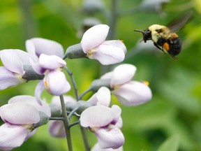 A bumble bee searches for pollen during a spring day in New York, May 23, 2012. (REUTERS/Brendan McDermid)