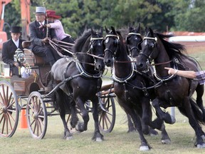 The 5th Annual Friesian Weekend featured a horse show Saturday at the Tillsonburg fairgrounds, Friesian horses and their human handlers competing in Ringsteken and pylon course events, as pictured here. The weekend is a celebration of things Friesian, largely shared by immigrants from Friesland, a province in The Netherlands. Jeff Tribe/Tillsonburg News