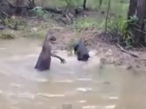 kangaroo tries to drown dog