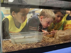 Taylor Cheechoo, Alex Irvine and Aiden Menard attentively watch Paul the Cornsnake in his terrarium.