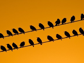 Birds perched on hydro lines have become a rare sight, says local farmer Dave Jamieson, who is concerned about declining bird populations in the area. (QMI Agency)