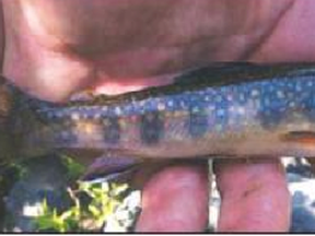 Bruce Heidman, The Sudbury Star
 No matter how small, brook trout are Northern Ontario's most beautiful fish.