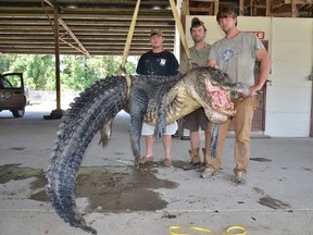 A Mississippi Department of Wildlife, Fisheries and Parks handout shows (L-R) Cole Landers, Dustin Bockman and Ryan Bockman pictured with their record setting alligator weighing 727 pounds and measuring 13 feet in this photo taken in Vicksburg, Miss., on September 1, 2013 and released to Reuters on September 3, 2013. (REUTERS/Ricky Flynt/Mississippi Department of Wildlife, Fisheries and Parks/Handout)