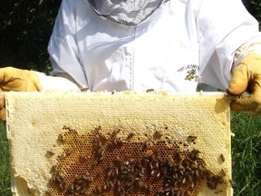 Beekeeper Tara Weaver shows off a honeycomb full of bees at he farm North of Lloydminster.