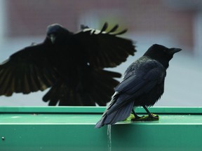 Crows