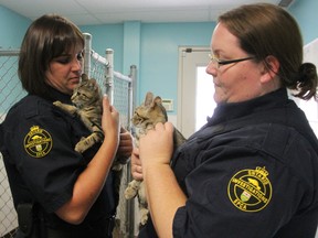 OSPCA agents Becky Knight and Nicole King hold onto a pair of cats seized from a Sarnia-Lambton home in the latest case of animal hoarding. More than 100 cats were discovered at the home. A rise in animal hoarding incidents has put a major burden on the Sarnia & District Humane Society. (TARA JEFFREY, The Observer)