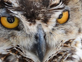 Great horned owls are hard to get call-backs from, however screech owls are generally more cooperative. CHRIS ABBOTT/TILLSONBURG NEWS