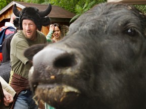 Wearing a horned hat, David Preston hangs out with Yvette, a water buffalo, at the fifth-annual Stirling-Rawdon Water Buffalo Food Festival Saturday. The festival features recipes using meat and cheese made from water buffalo milk.