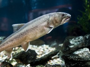 Fish of Alberta: Bull Trout, Salvelinus Confluentus. Adopted as the official fish of Alberta on May 2, 1995, the bull trout is one of eight species of trout found in the province’s glacial waters.