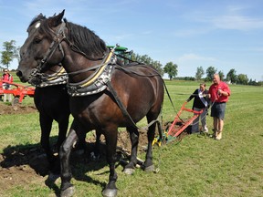 John DeKroon, of Dublin, assists Sara Little, reigning Queen of the Furrow, with his Percheron horses and his walk behind plow during a media day last Friday, ushering in the IPM & Rural Expo just outside Mitchell from Sept. 17-21.