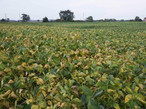 Soybeans grow in Leamington, Ontario on Wednesday, September 11, 2013. (DEREK RUTTAN, QMI Agency)