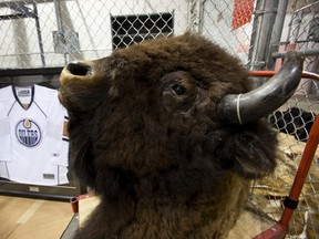 A signed Taylor Hall rookie jersey and a stuffed bison head are seen during an Edmonton Police Service press conference regarding the largest seizure of stolen goods in the police service's history in Edmonton, Alta., on Thursday, Sept. 12, 2013. Jason Raymond Schell, 34, is charged with 216 counts in the case. Ian Kucerak/Edmonton Sun/QMI Agency